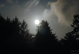 Full moon over trees on Oregon coast