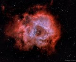 The Complete Rose Revealed